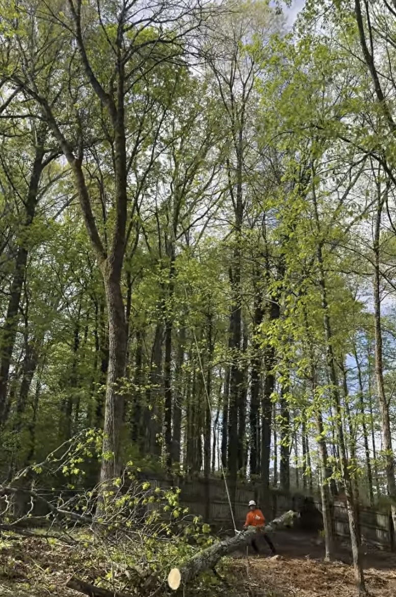 Tree cabling and bracing in Palm Springs, CA